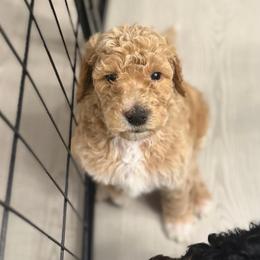 Pickle - AKC Limited - Apricot male Poodle puppy in Haines City, Florida from Noelle Poodles