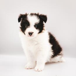 Checkers - Black female Border Collie puppy in Dallas, Texas from Effervescent Border Collies