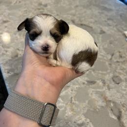 Brown White Parti Female (3 Spots) - Parti female Yorkipoo puppy in Topeka, Kansas from Bayless Yorkiepoos