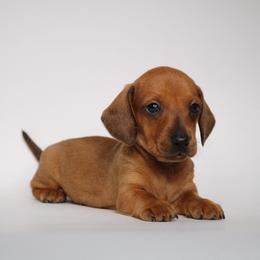 Red Boy - Red male Dachshund puppy in Red Bud, Illinois from Midwest Miniature Dachshunds