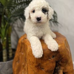 Ace - White male Sheepadoodle puppy in Los Angeles, California from Exquisite Doodles