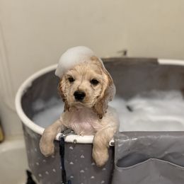 Amore silver - Silver male Cocker Spaniel puppy in Kingman, Arizona from Amore’s Cockers