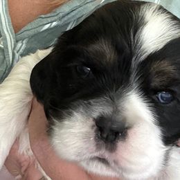 Boy 2 - Black white and tan male Cocker Spaniel puppy in Spotsylvania, Virginia from Wilkshire Farm