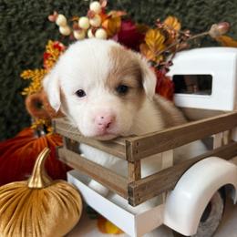 Mochi - Sable merle and white female American Corgi puppy in Paxton, Illinois from McGovern Family Corgis