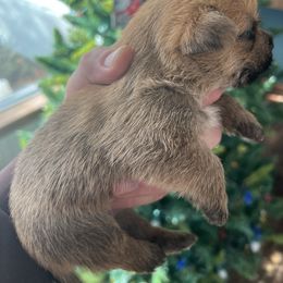 Cairn Terrier Puppies from Shining Waters Farm