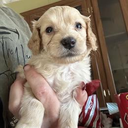 Toby - Cream male Goldendoodle puppy in Waynesboro, Virginia from Forest Creek Kennel