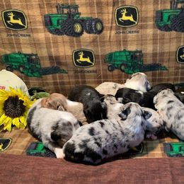 Miniature Australian Shepherds from Cantler Corner Farm