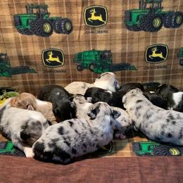 Miniature Australian Shepherds from Cantler Corner Farm
