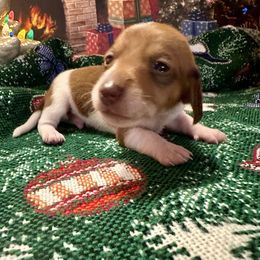 Nicholas - Red male Dachshund puppy in Hensley, Arkansas from The Dachshund Barn