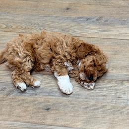 Cogburn - Red  male Poodle puppy in Lance Creek, Wyoming from CK Poodles LLC