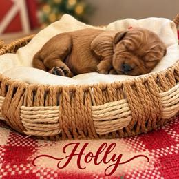 Holly - Dark golden female Golden Retriever puppy in San Bernardino, California from Thegoldendreams1