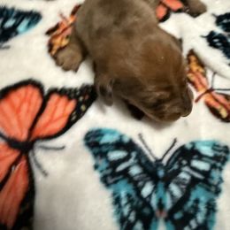 Red dapple - Dapple male Dachshund puppy in Rome, Georgia from Jade’s Dachshunds