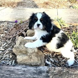 Cavalier King Charles Spaniel Puppies from Blueberry Hill Cavaliers