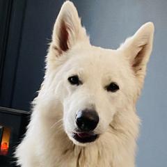 Plavi - Berger Blanc Suisse