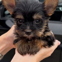 Girl 1 - Black and tan female Yorkshire Terrier puppy in Mobile, Alabama from Ace of Spades Yorkies