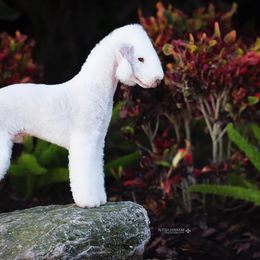 Bedlington Terriers from LAMZ Bedlington Terriers