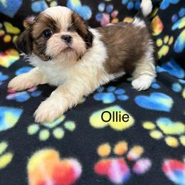 Ollie - Gold and white male Shih Tzu puppy in Jasper, Indiana from Jacob’s Spoiled Shih Tzu