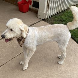 Sadie - Labradoodle