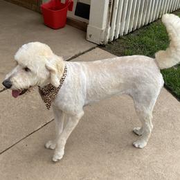 Sadie - Labradoodle