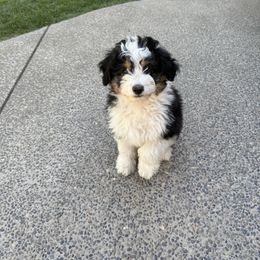 Aussiedoodles from Bright Aussiedoodles