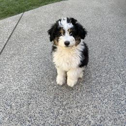Aussiedoodles from Bright Aussiedoodles