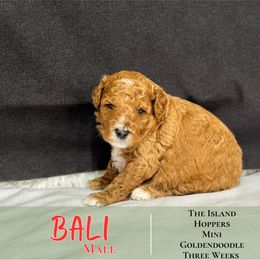 Bali - Red  male Goldendoodle puppy in Paxville, South Carolina from Pack Street Pups