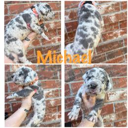 Michael - Blue male Great Dane puppy in Granbury, Texas from Anderson Blau’s Great Danes