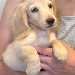 RUSSIAN BOY - Cream male Dachshund puppy in Decatur, Mississippi from KP Dachshunds