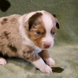 Roma - Red merle female Australian Shepherd puppy in Weatherford, Texas from Ridgestar Aussies