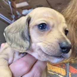 Lizbeth's cream smooth boy - Cream male Dachshund puppy in Caldwell, Idaho from Dozendachs