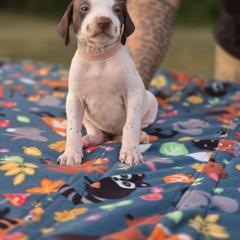 Light pink collar female - Liver and white female Pointer puppy in New York from Bishop Kennels