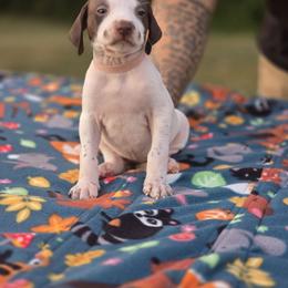 Light pink collar female - Liver and white female Pointer puppy in New York from Bishop Kennels