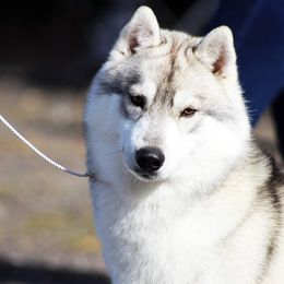 Siberian Husky All Grown Up from Temno Siberians