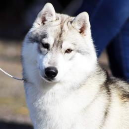 Siberian Husky All Grown Up from Temno Siberians