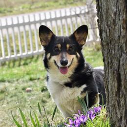 Cheyanne - Pembroke Welsh Corgi