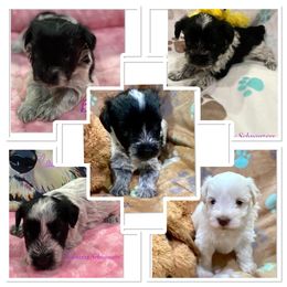 Miniature Schnauzer Puppies from Schnazzy Schnauzers