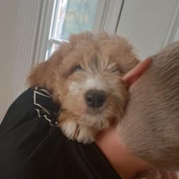 Madison - Red female Bernedoodle puppy in Woodland, Georgia from Bethel Doodle Ranch