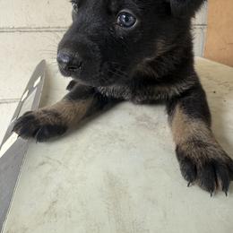 Black and Tan Boy 2 - Black and tan male German Shepherd puppy in Jacksonville, Florida from El Dorado
