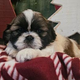 Boy 3( Blitzen) - Gold and white male Shih Tzu puppy in North Carolina from WillowCreek Mountain View Shih Tzu