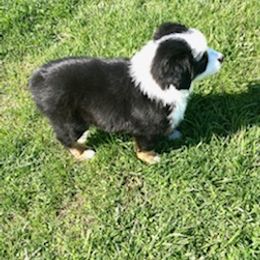 Miniature Australian Shepherd Puppies from Liberty Luck Mini Aussies