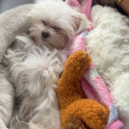 Maltese and Maltipoo Puppies from Julie Tremblay