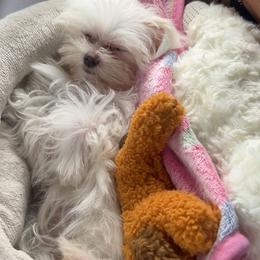Maltese and Maltipoo Puppies from Julie Tremblay