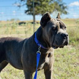 Melesy - Cane Corso