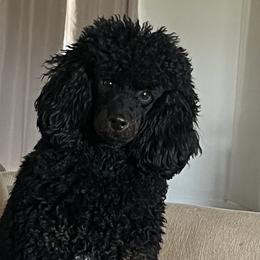 Aussiedoodles and Poodles from BoujeeDoodles