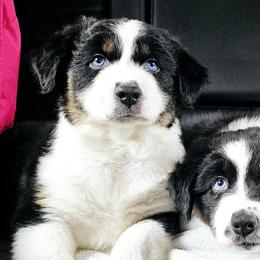 Australian Shepherd Puppies from Gypsy River Aussies