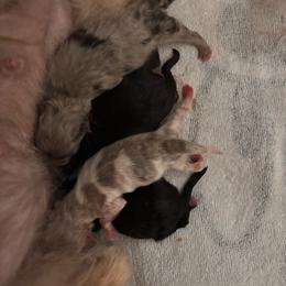 Blue merle - Blue merle male Pomeranian puppy in Fayetteville, North Carolina from Tar-heel Poms