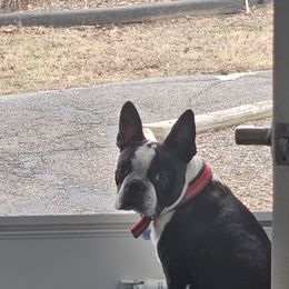 Zeke - Boston Terrier