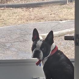 Zeke - Boston Terrier