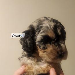 Aussiedoodle Puppies from My Classy Doodles