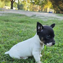 Meme - Black and white female Teddy Roosevelt Terrier puppy in Williamston, North Carolina from MOONSHINE TERRIERS